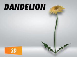 Dandelion