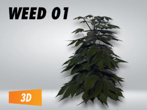 Weed 01